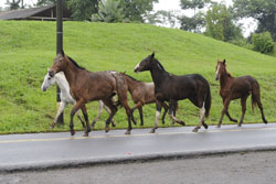 De paarden van Hotel Paraiso lopen zelf naar de wei